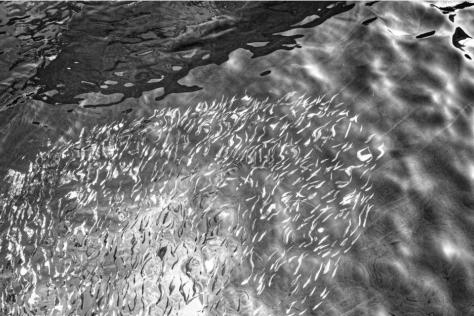 Artist black and white photograph showing a school of fish